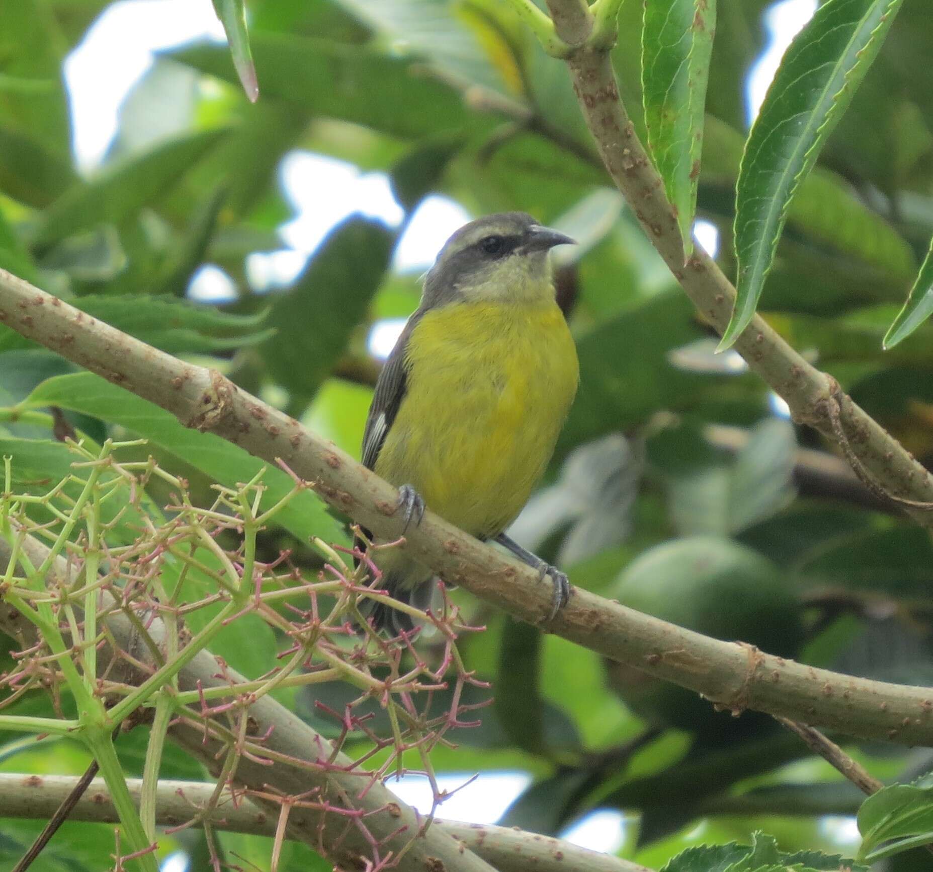 Image of Coereba flaveola caucae Chapman 1914