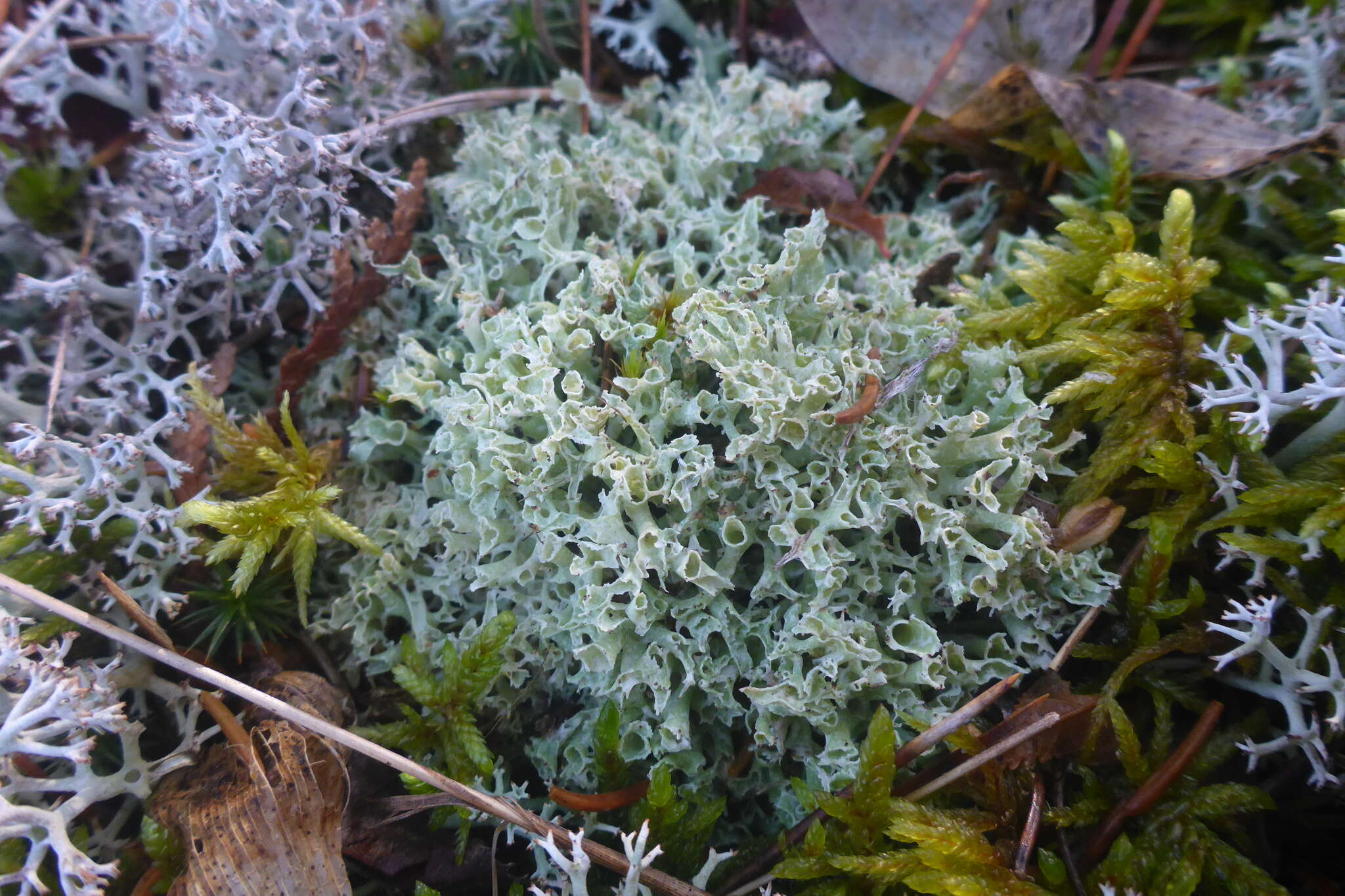 Image of Thorn cladonia