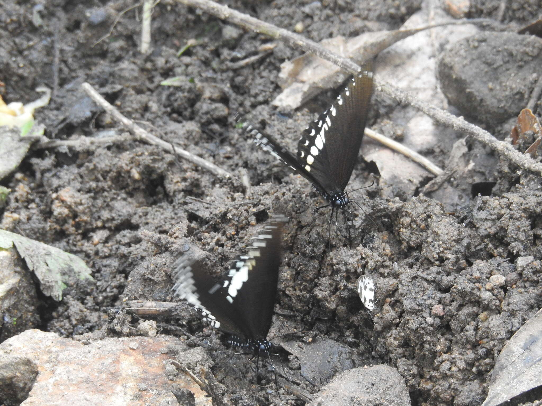 صورة Papilio dravidarum Wood-Mason 1880