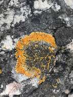 Image of orange lichen