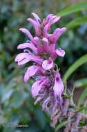 Imagem de Lobelia bridgesii Hook. & Arn.