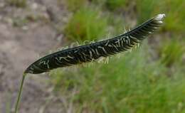 Harpochloa falx (L. fil.) Kuntze resmi