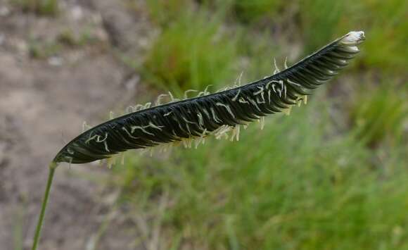 Harpochloa falx (L. fil.) Kuntze resmi