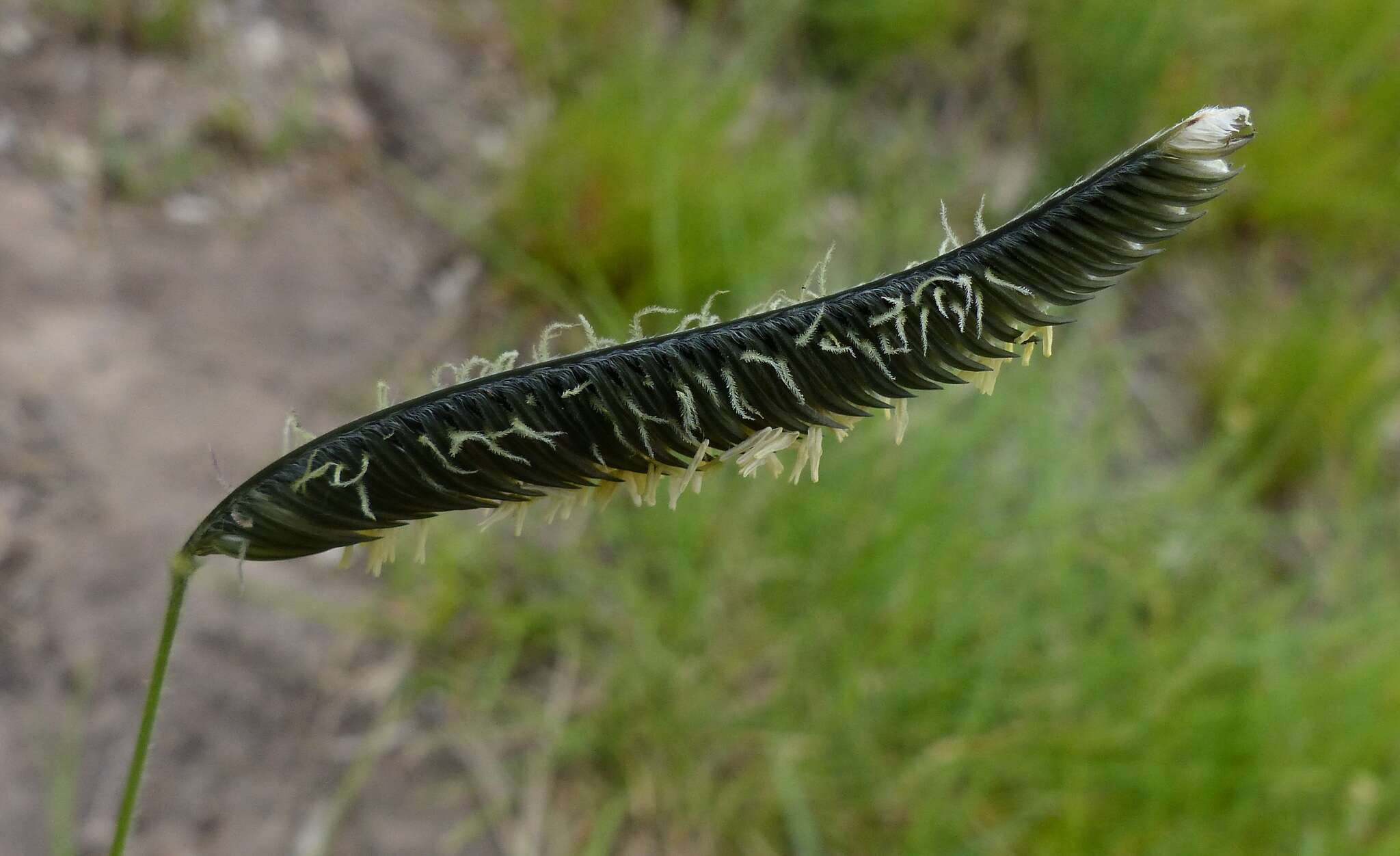 Harpochloa falx (L. fil.) Kuntze resmi