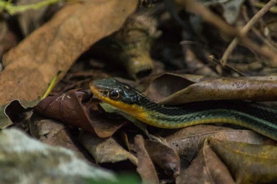 Image of Thamnophis proximus rutiloris (Cope 1885)