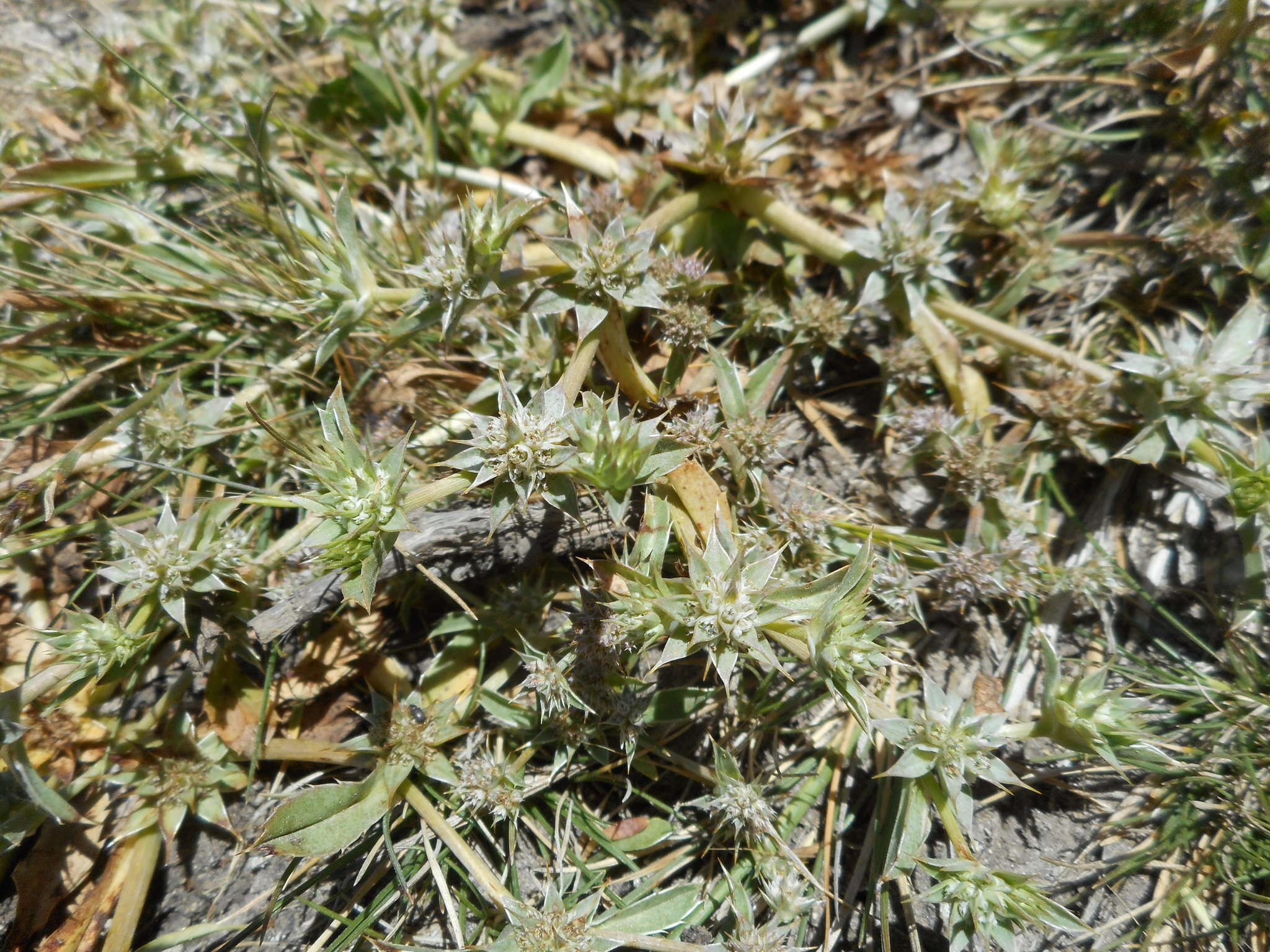 Image de Eryngium armatum (S. Wats.) Coult. & Rose