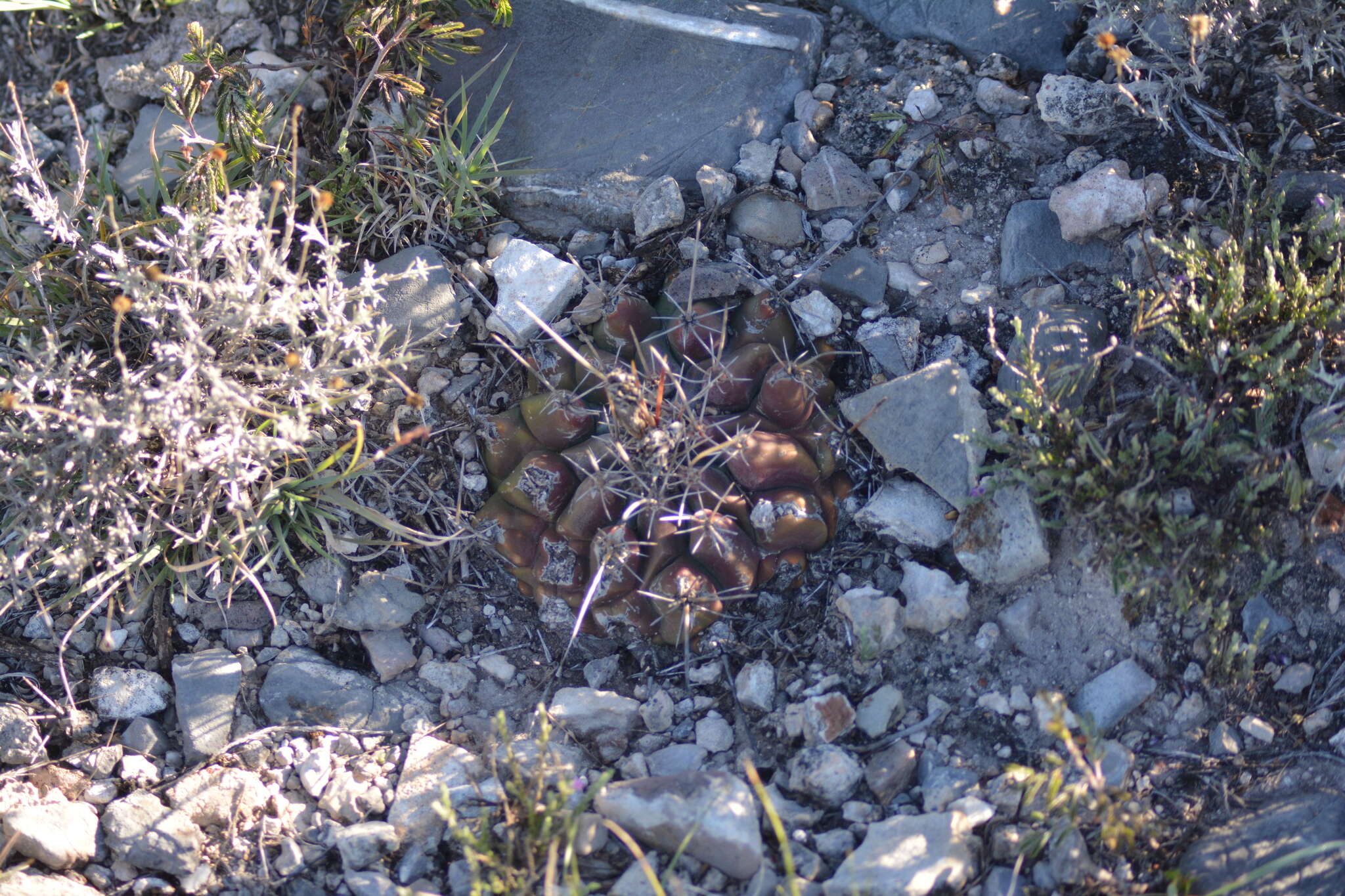 Image of Thelocactus buekii (Klein bis) Britton & Rose