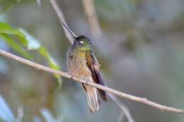 Image of Bolivian Starfrontlet