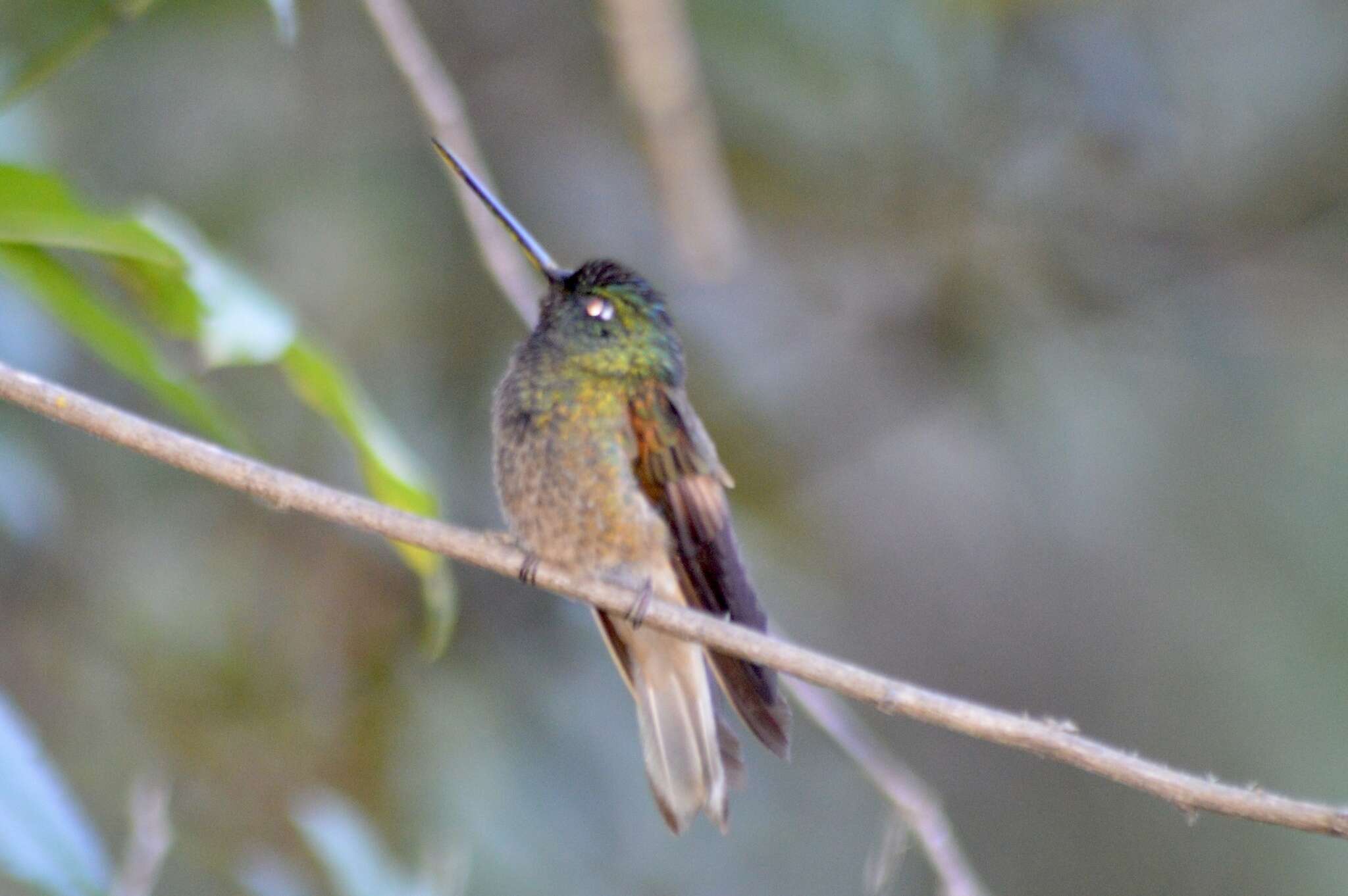 Image of Bolivian Starfrontlet