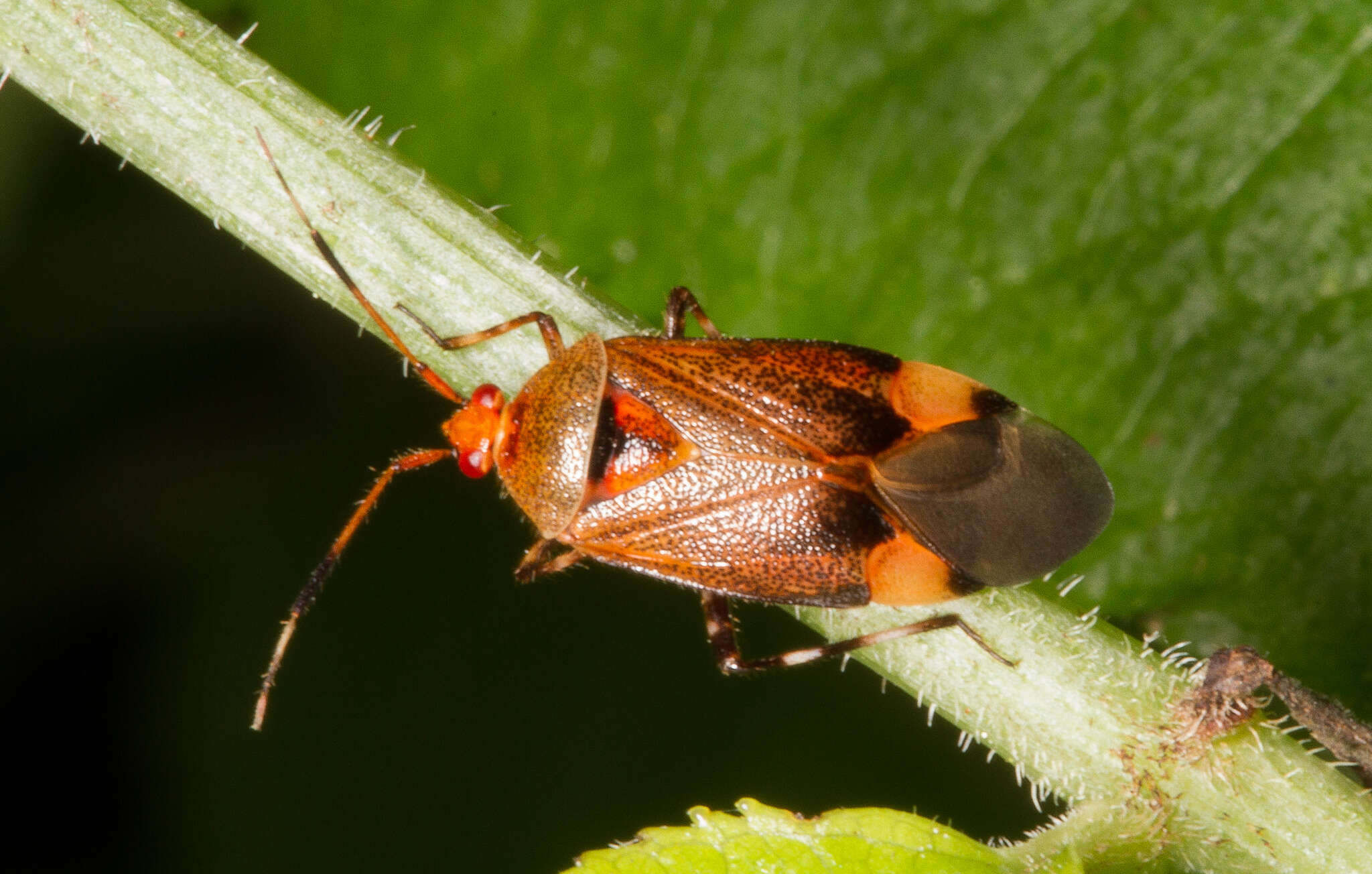 Image of Deraeocoris olivaceus (Fabricius 1777)