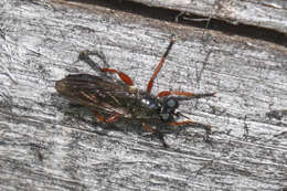 Image of Laphria sadales Walker 1849