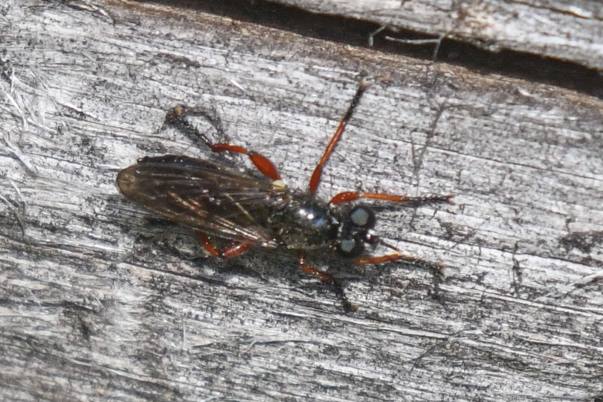 Image of Laphria sadales Walker 1849