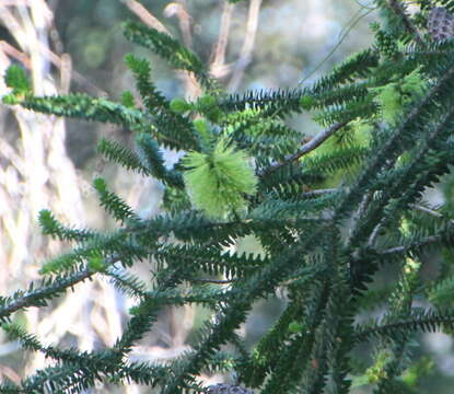 Image of dotted melaleuca