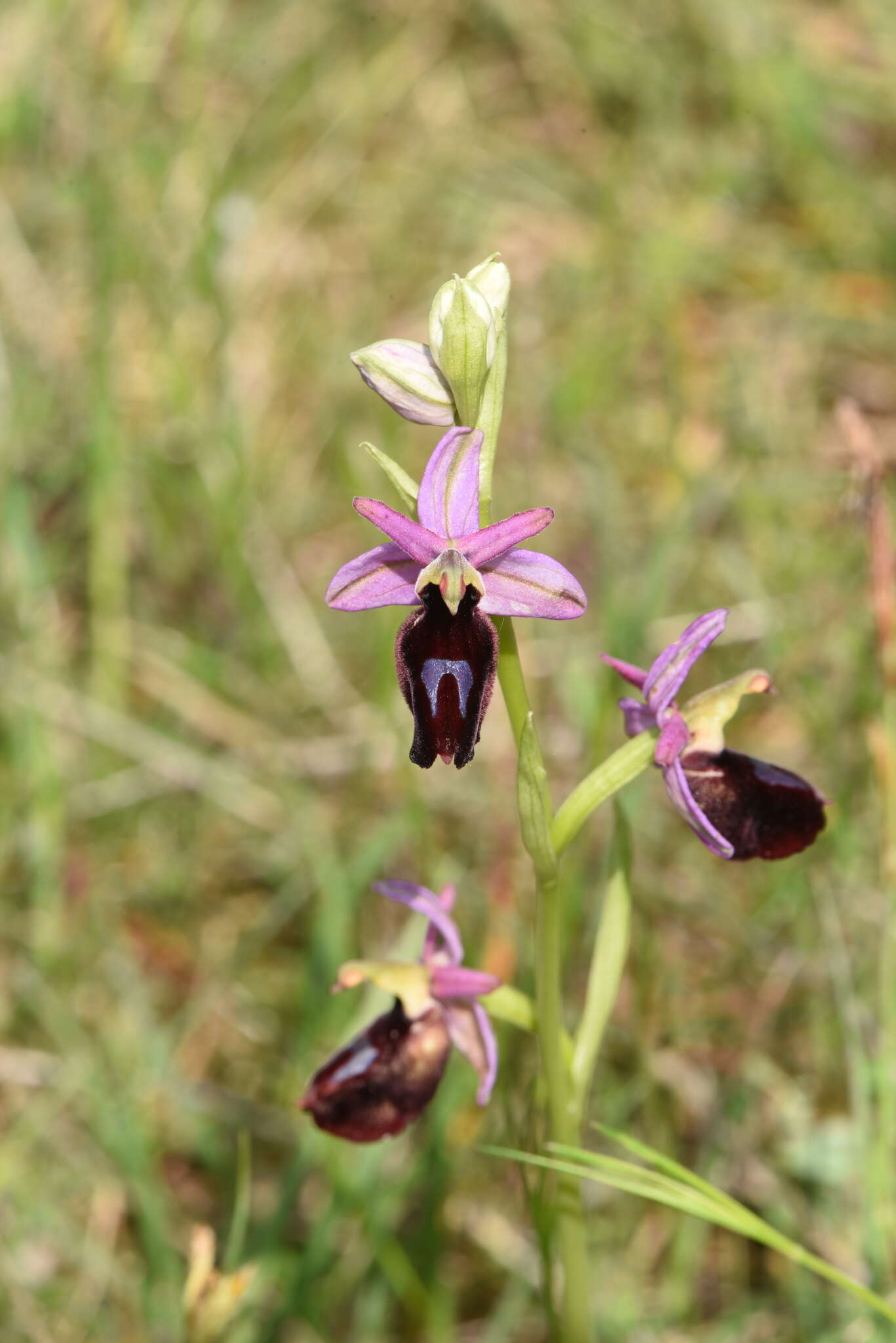 Image of Ophrys ferrum-equinum subsp. gottfriediana (Renz) E. Nelson