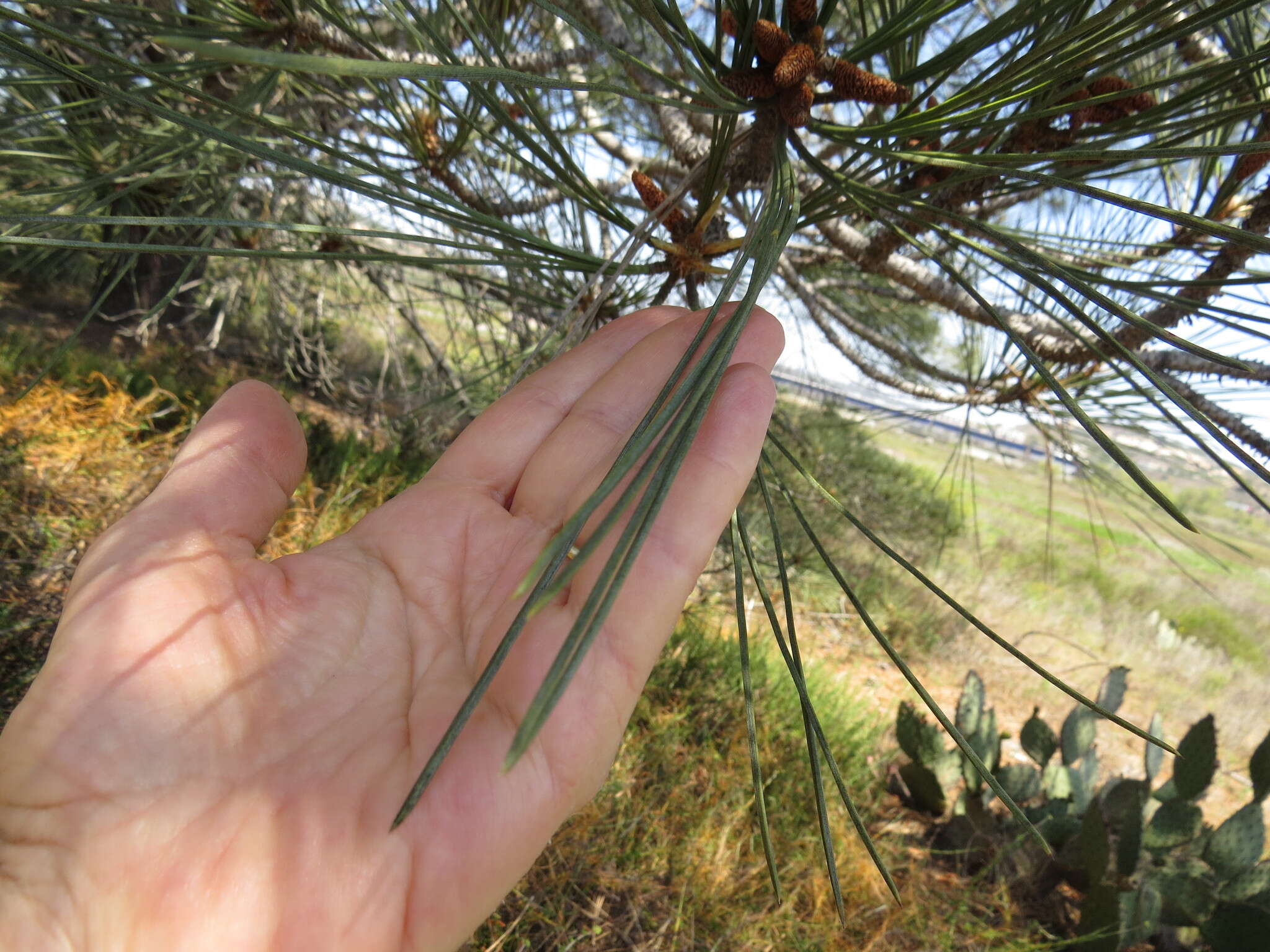 Image of Torrey pine