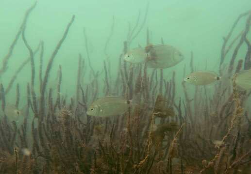 صورة Diplodus bellottii (Steindachner 1882)