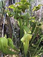 Image of pitcherplant