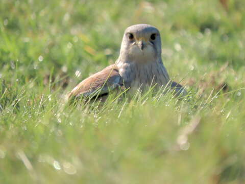 Image of Falco tinnunculus tinnunculus Linnaeus 1758