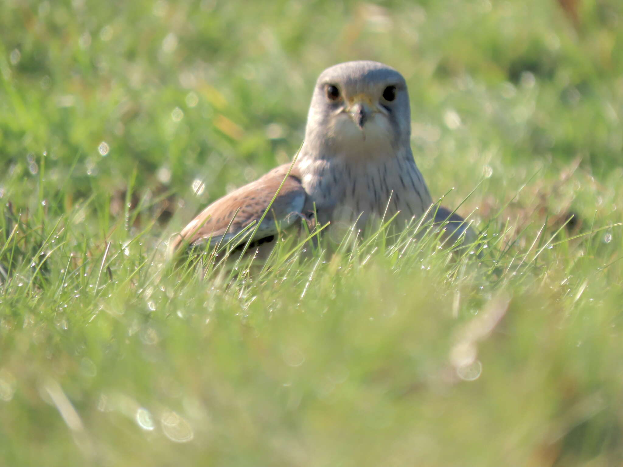 Falco tinnunculus tinnunculus Linnaeus 1758 resmi