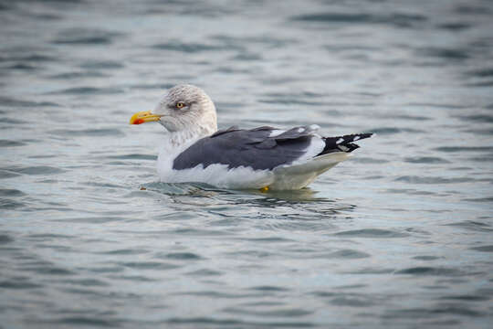 Image of Lesser Black-backed Gull