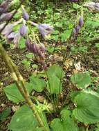 Imagem de Hosta ventricosa Stearn