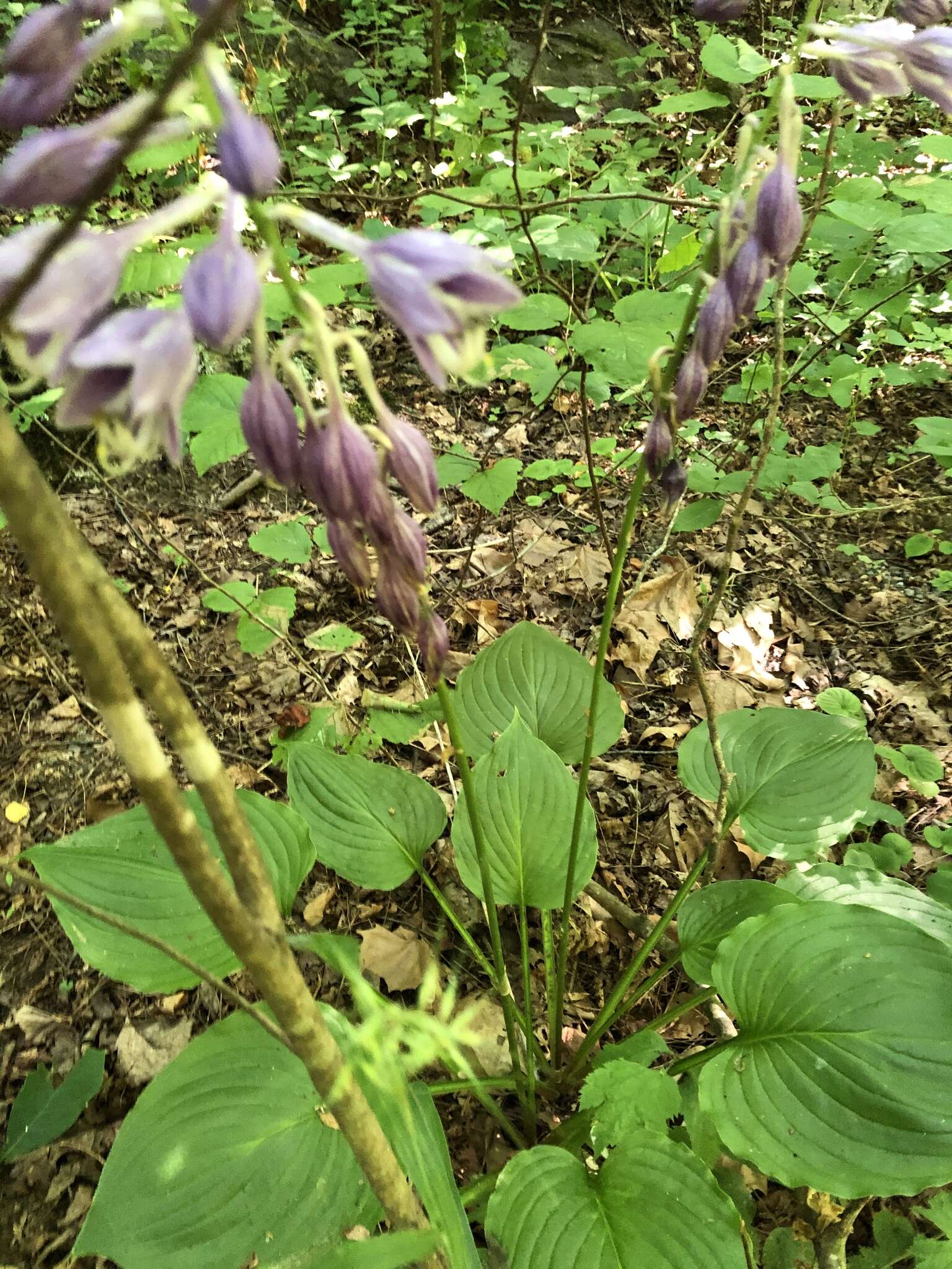 Imagem de Hosta ventricosa Stearn