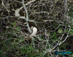 Image of Red-tailed Shrike