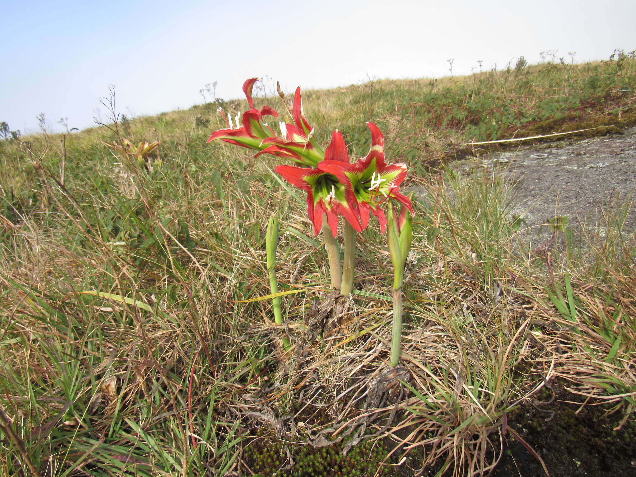 Слика од Hippeastrum glaucescens (Mart. ex Schult. & Schult. fil.) Herb.