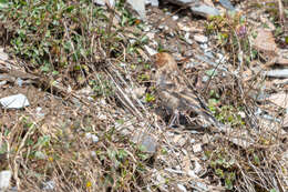 Image of Plain Mountain Finch