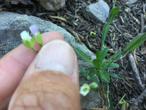 Image of Howell's pioneer rockcress