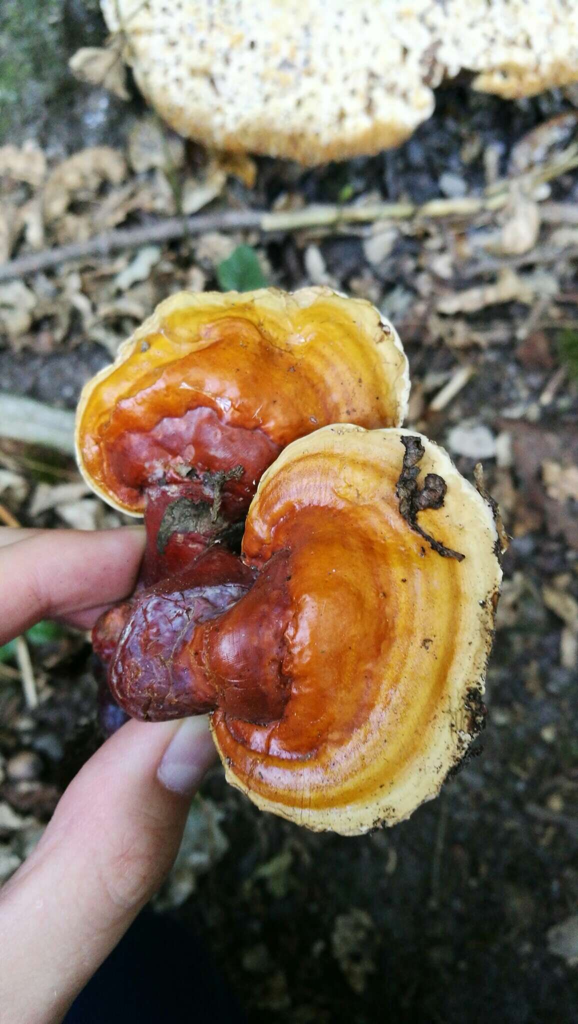 Image of lingzhi mushroom