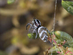 Image of Salticus tricinctus (C. L. Koch 1846)