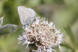 Image of Satyrium fuliginosa (Edwards 1861)