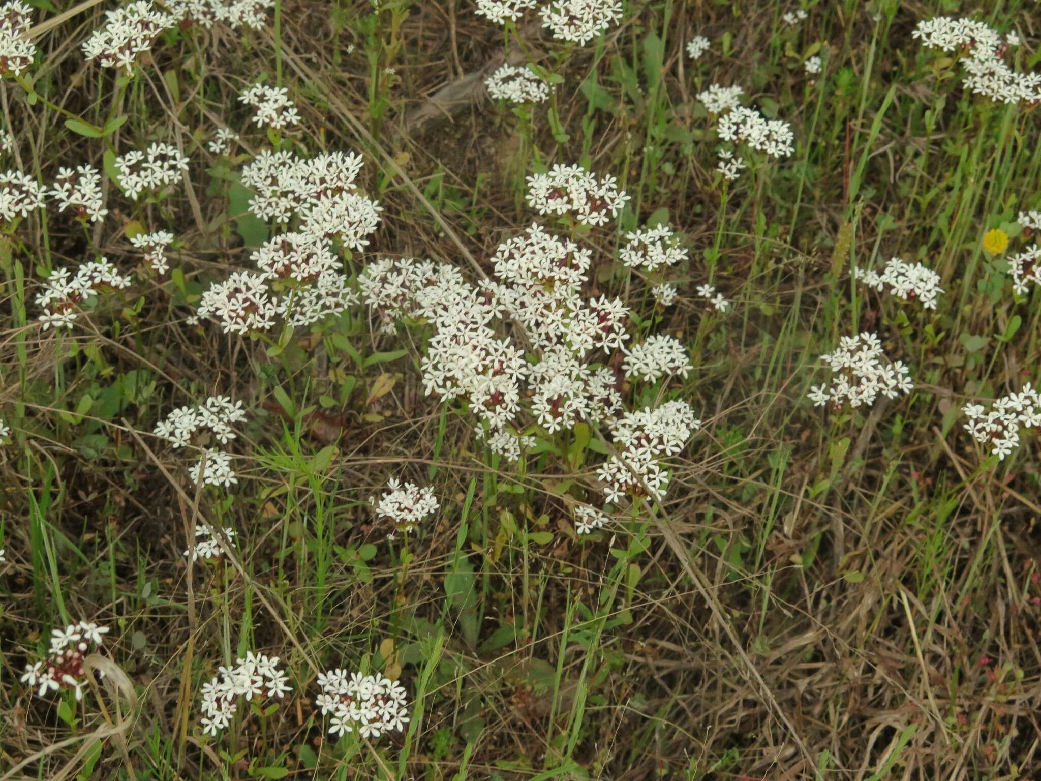 Imagem de Valerianella longiflora (Torr. & Gray) Walp.