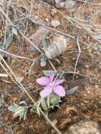 Image of Barleria lichtensteiniana Nees