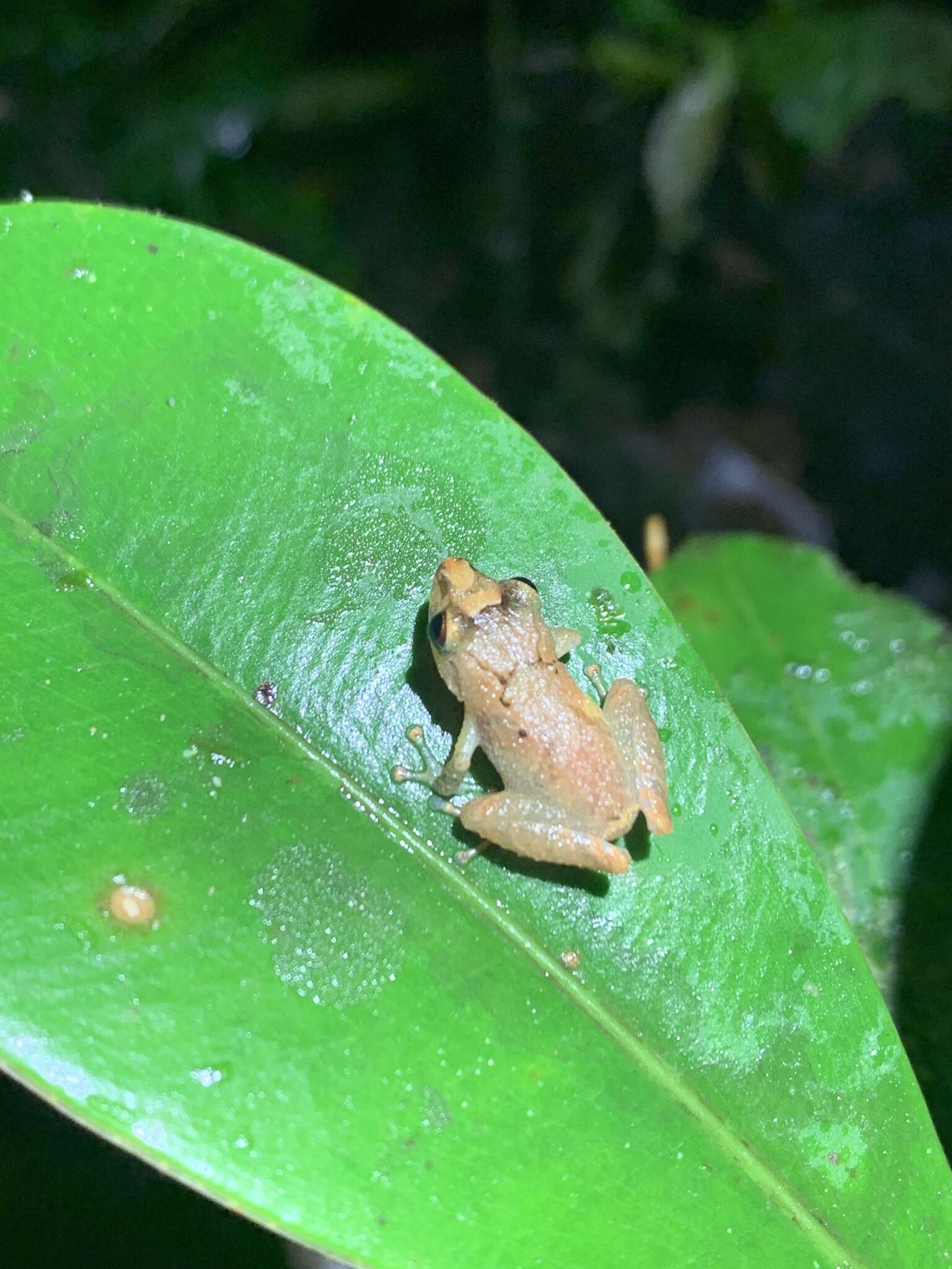 Image of Pristimantis trachyblepharis (Boulenger 1918)