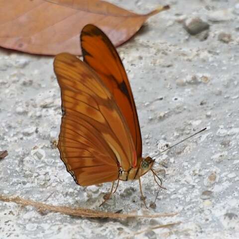 Dryas iulia moderata Stichel 1907的圖片