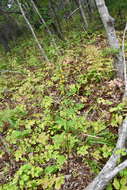 Image of Solidago pacifica Juz.