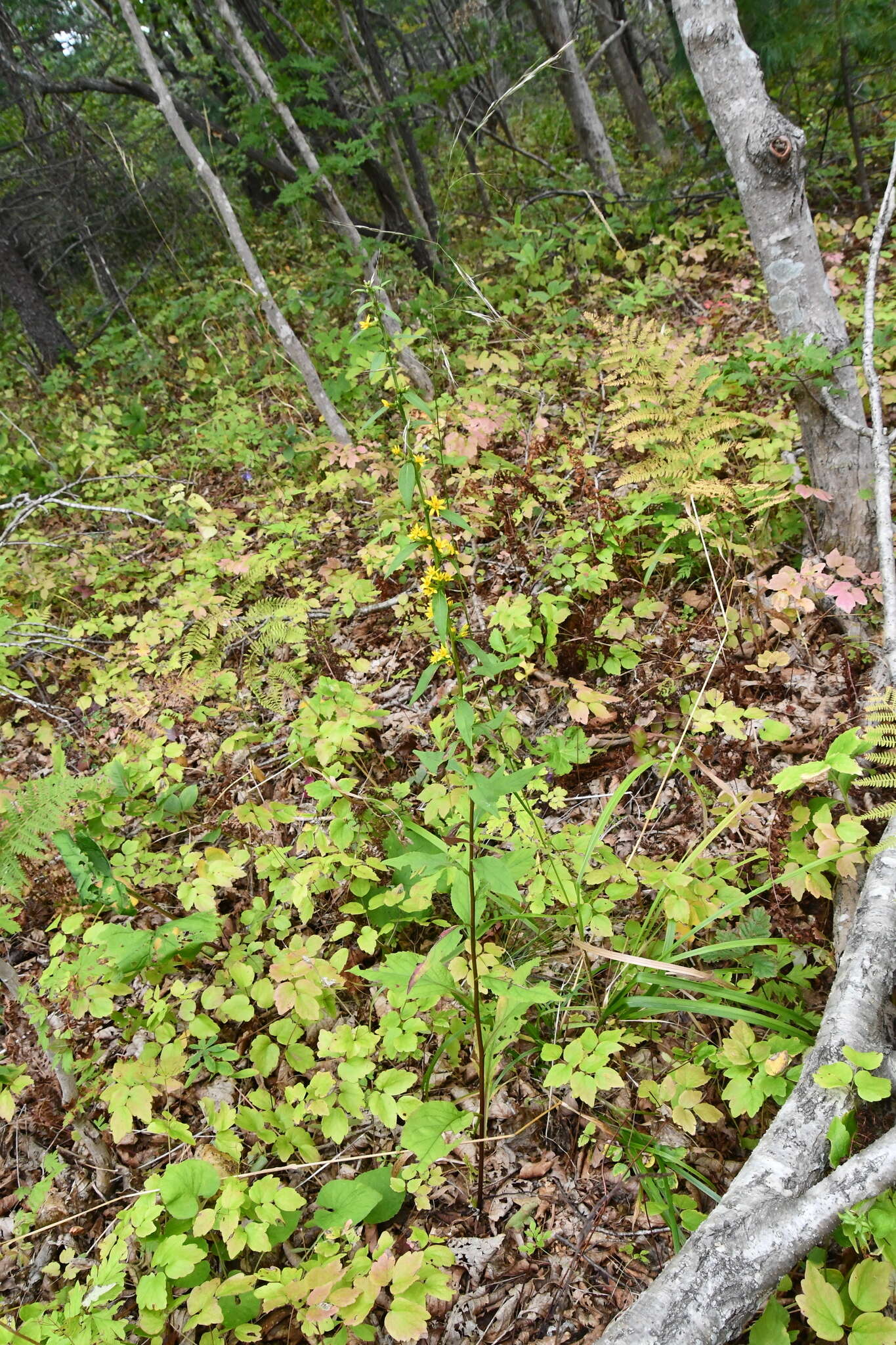 Image of Solidago pacifica Juz.