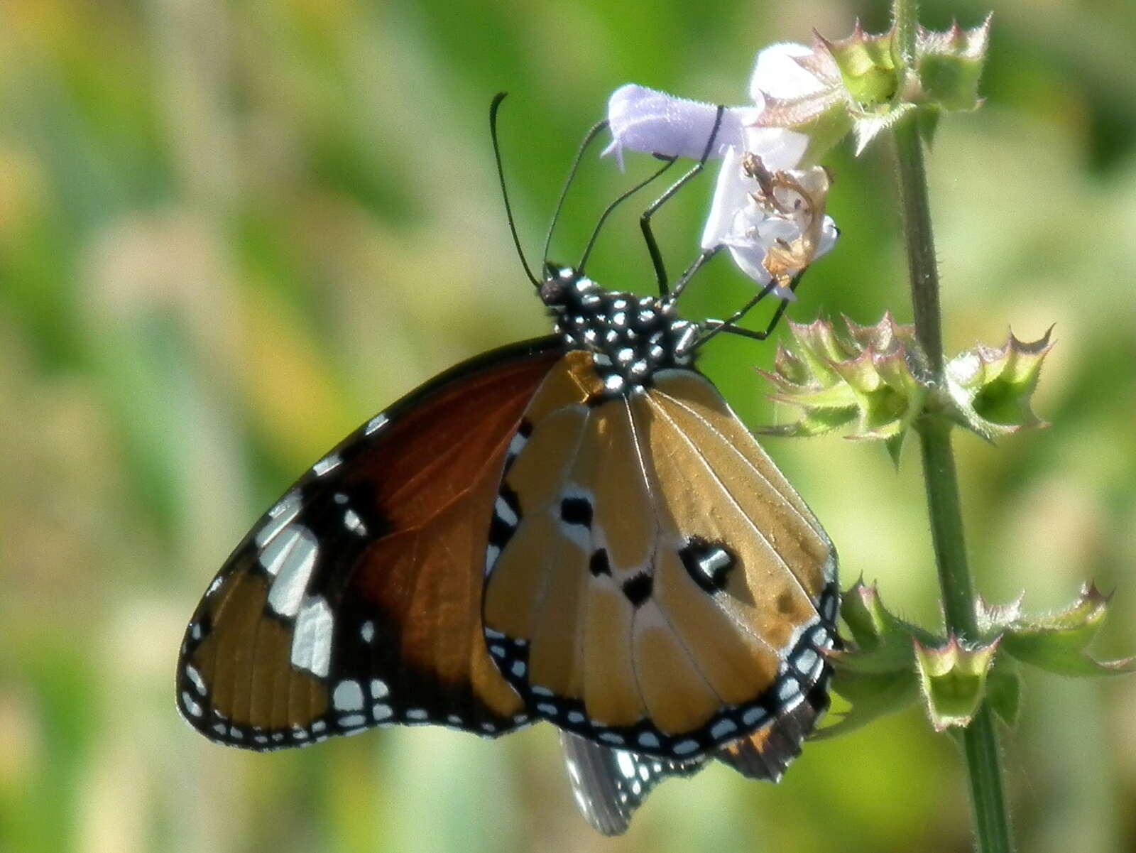 Imagem de <i>Danaus chrysippus orientis</i>