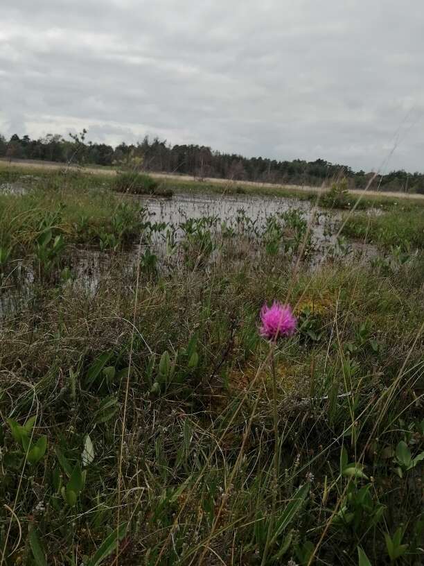 Image of meadow thistle