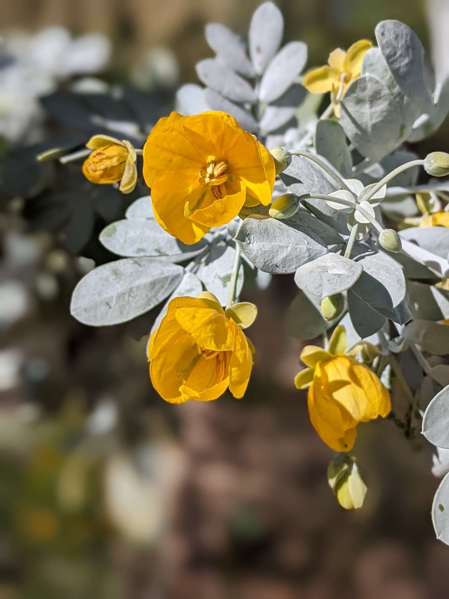 Plancia ëd Senna glutinosa subsp. pruinosa