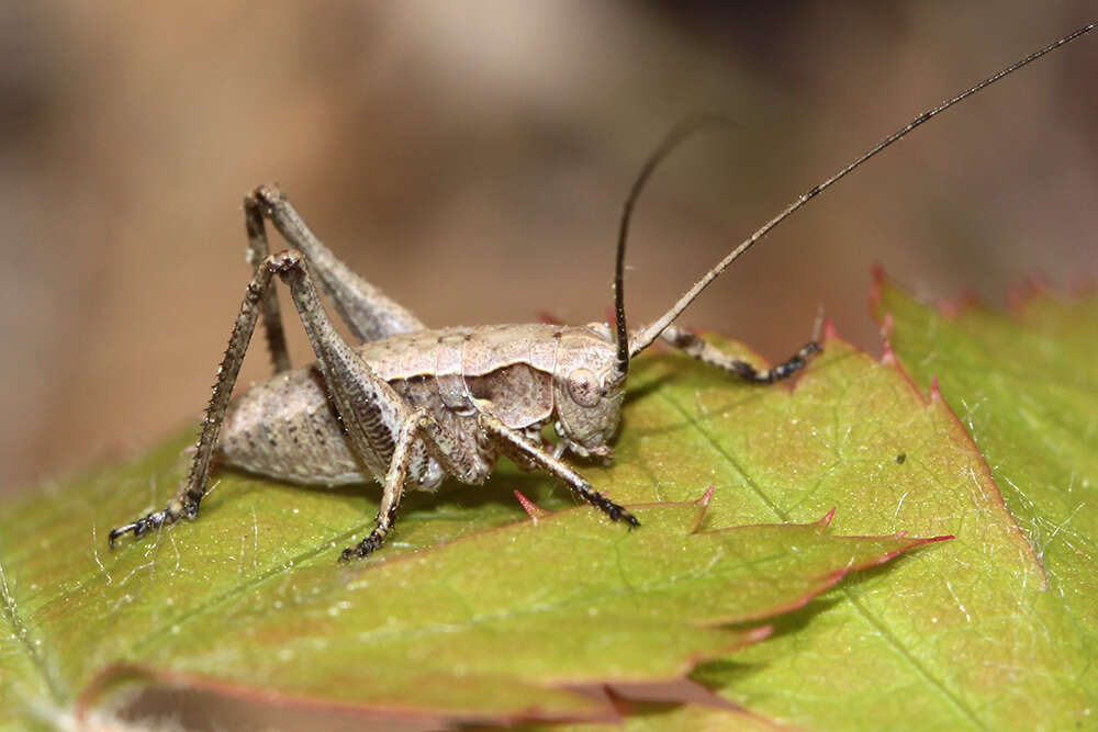 Sivun Atlanticus (Atlanticus) brunneri (Pylnov 1914) kuva