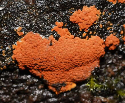 Image of Hypoxylon crocopeplum Berk. & M. A. Curtis 1875