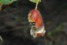 Image of Passiflora ciliata var. santiagana (Killip) Vanderpl.