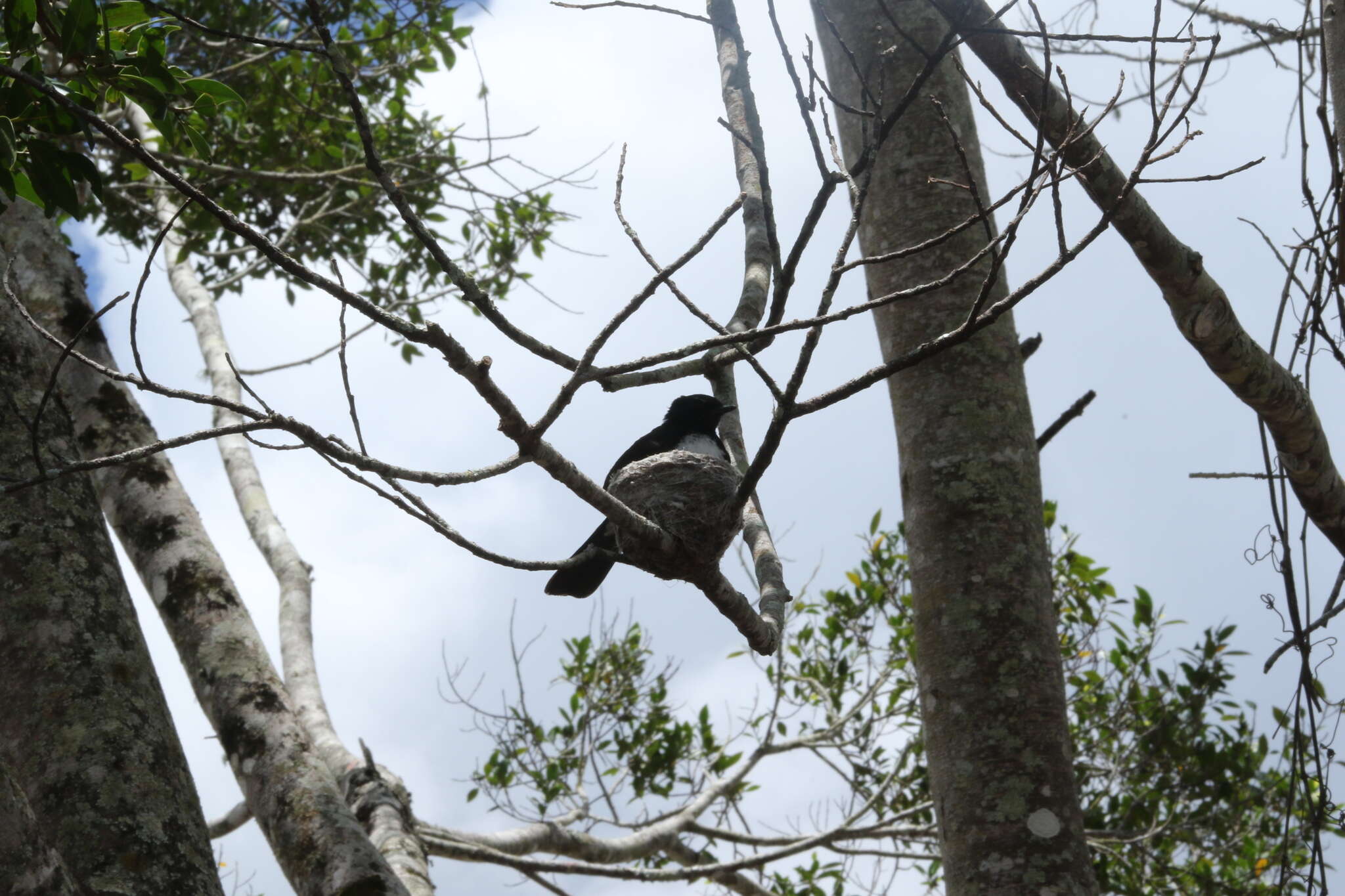 Image of Willie Wagtail