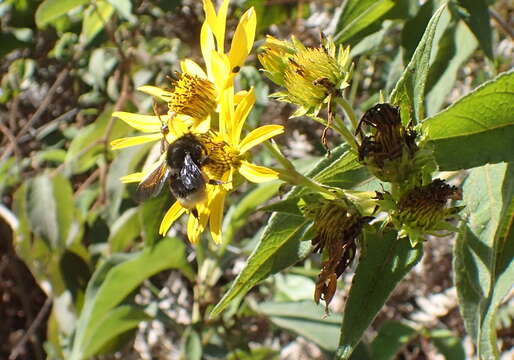 Imagem de Bombus volucelloides Gribodo 1892