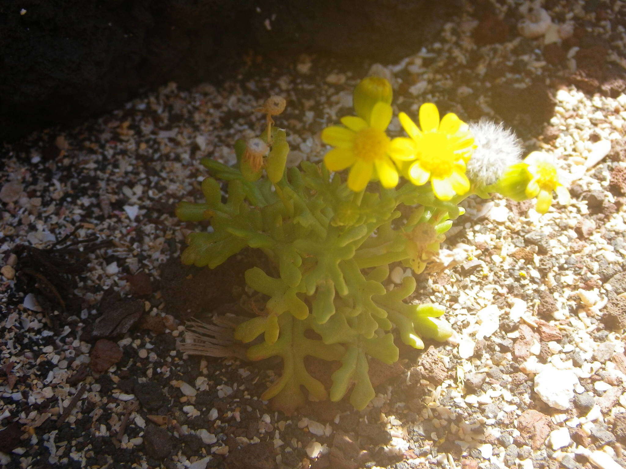 Image of Senecio incrassatus Lowe