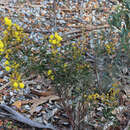 Image of Acacia nervosa DC.