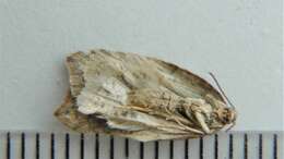 Acleris maccana Treitschke 1835的圖片